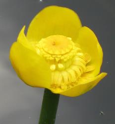 Nuphar lutea. A partial side view of a flower showing the distinctive sessile stigmatic rays on a hard, flattened ovary disc and the recurving, strap-like stamens dehiscing pollen.
 Image: T.K. James © T.K. James 2019 All rights reserved